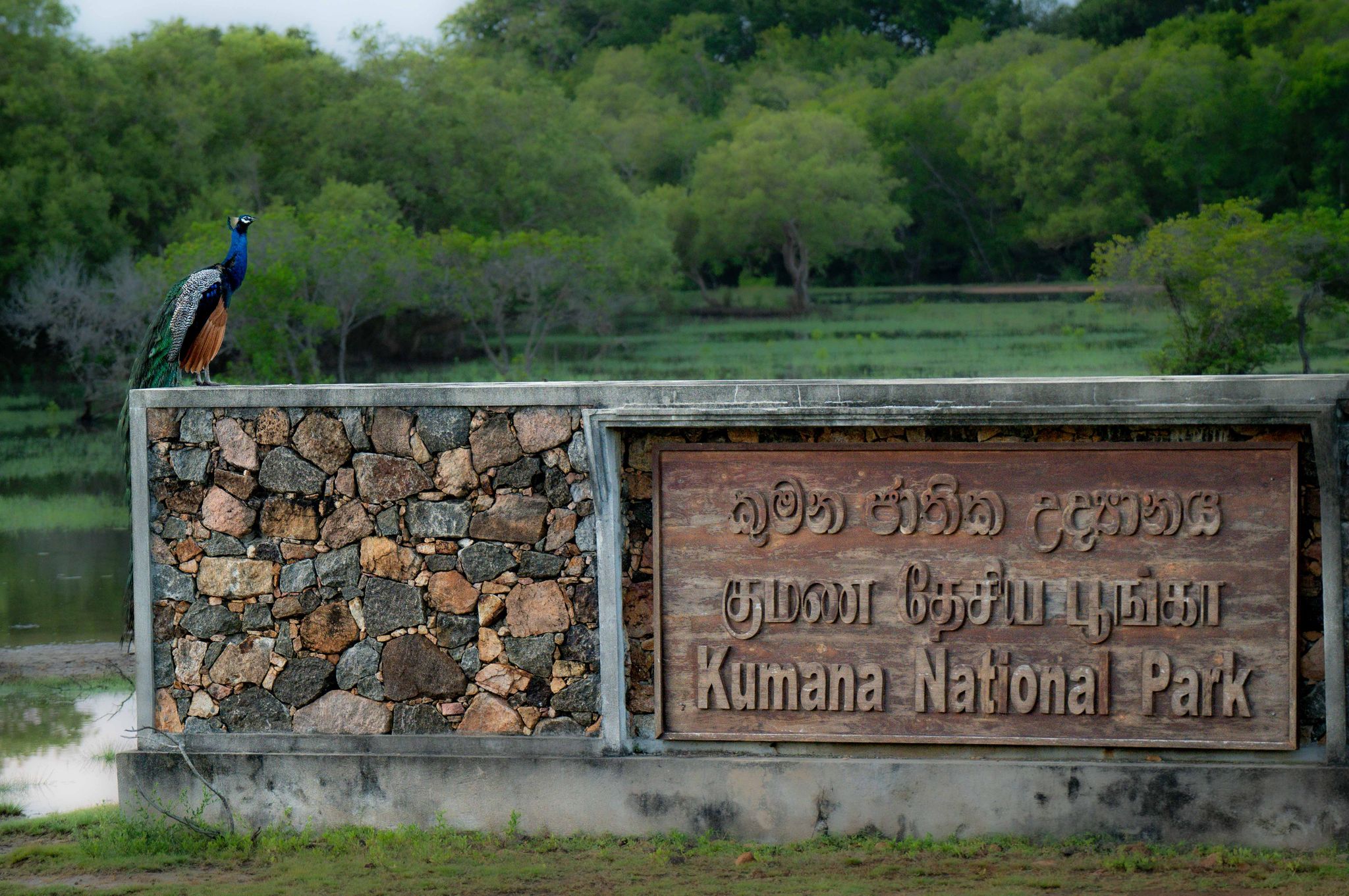 Elephant in Kumana National Park